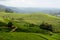 Pullivasal Tea Estate in Munnar, Kerala State, India