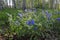 Pulmonaria. Blooming lungwort summer day