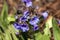 Pulmonaria `Blue Ensign`