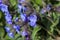 Pulmonaria `Blue Ensign`