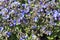 Pulmonaria `Blue Ensign`