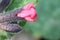 Pulmonaria - Closeup