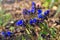 Pulmonaria dacica species Blue Ensign