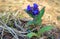 Pulmonaria or Lungwort with blue flowers