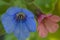 Pulmonaria lungwort Flowers Background