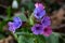 Pulmonaria, lungwort flowers of different shades of violet in one inflorescence. Honey plant of Ukraine. The first spring flowers