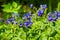 Pulmonaria or Lungwort with Pink and Blue Flowers macro on bokeh background, selective focus, shallow DOF