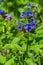 Pulmonaria or Lungwort with Pink and Blue Flowers macro on bokeh background, selective focus, shallow DOF