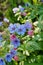 Pulmonaria (lungwort) purple flowers