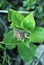 Pulmonaria lungwort small pink flowers buds, top view