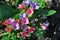 Pulmonaria lungwort  soft colorful flowers, top view, blurry background