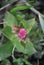 Pulmonaria lungwort  soft pink flowers, top view, blurry background