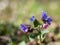 Pulmonaria lungwort- spring flower blooming in the forest