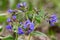 Pulmonaria mollis