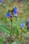 Pulmonaria mollis flower in spring