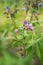 Pulmonaria mollis flower in spring