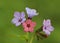 Pulmonaria obscura