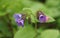 Pulmonaria obscura