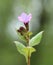 Pulmonaria obscura