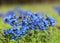 Pulmonaria obscura, common names unspotted lungwort or Suffolk Lungwort