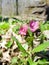 Pulmonaria obscura known as unspotted lungwort or Suffolk lungwort closeup