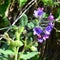 Pulmonaria officinalis, common lungwort in the garden