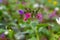 Pulmonaria officinalis, common names lungwort, common lungwort, Mary's tears or Our Lady's milk drops, is a