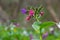 Pulmonaria officinalis, common names lungwort, common lungwort, Mary's tears or Our Lady's milk drops, is a