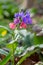 Pulmonaria officinalis, common names lungwort, common lungwort, Mary's tears or Our Lady's milk drops, is a