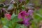 Pulmonaria officinalis, common names lungwort, common lungwort, Mary's tears or Our Lady's milk drops, is a