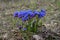 Pulmonaria officinalis with flowers from pink to blue. One of first spring plants in Russia