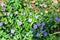 Pulmonaria officinalis herbaceous plants