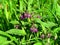 Pulmonaria officinalis, other name lungwort, purple blossom, medicinal plant