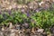 Pulmonaria officinalis wild flowering woodland plant, group of blue violet purple pink flowers in bloom