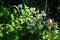 Pulmonaria saccharata `Opal` in the garden in May. Berlin, Germany