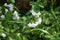 Pulmonaria saccharata `Opal` in the garden in May. Berlin, Germany