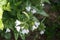 Pulmonaria saccharata Opal is a species of flowering plant in the family Boraginaceae. Berlin, Germany