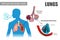 The pulmonary alveoli enable respiratory gas exchange