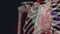 pulmonary artery is an artery in the pulmonary circulation that carries deoxygenated blood