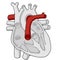 Pulmonary artery - Heart - Human body - Education