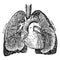 The Pulmonary Artery, vintage illustration