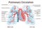 Pulmonary circulation. Anatomy of human lungs, heart and blood vessels