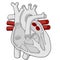 Pulmonary vein - Heart - Human body - Education