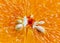 Pulp of orange fruit in detail. Macro Photograph of the pulp of an orange with a detail of gummy candy and seeds.