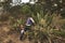 Pulquero master extracting mead from the magueys