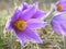 Pulsatilla