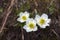 Pulsatilla alpina alpine pasqueflower or alpine anemone flower