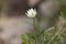 Pulsatilla alpina, the alpine pasqueflower or alpine anemone, is a species of flowering plant in the Ranunculaceae family