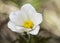 Pulsatilla alpina delicate alpine white flower of meadows