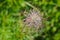 Pulsatilla alpina flower during summer in Europe